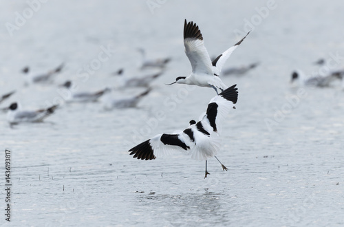 Obraz na płótnie Pied avocet Recurvirostra avosetta in a marsh in Brittany w salonie