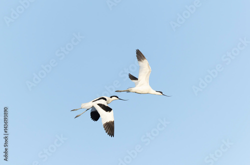 Obraz na płótnie Pied avocet Recurvirostra avosetta in a marsh in Brittany w salonie