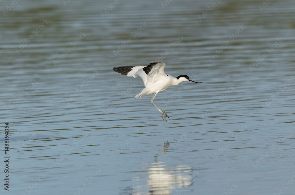 Pied avocet Recurvirostra avosetta in a marsh in Brittany