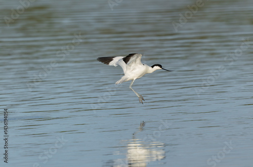 Obraz na płótnie Pied avocet Recurvirostra avosetta in a marsh in Brittany w salonie