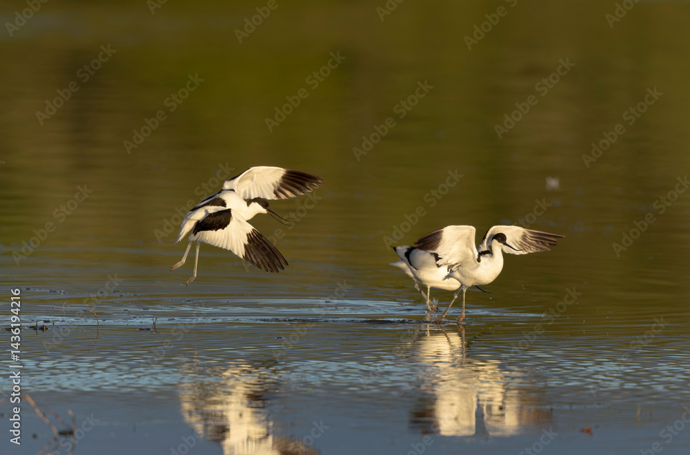 Pied avocet Recurvirostra avosetta in a marsh in Brittany