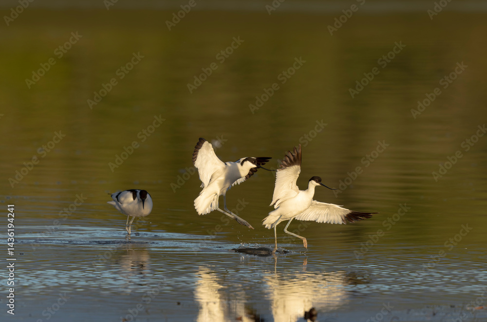 Pied avocet Recurvirostra avosetta in a marsh in Brittany