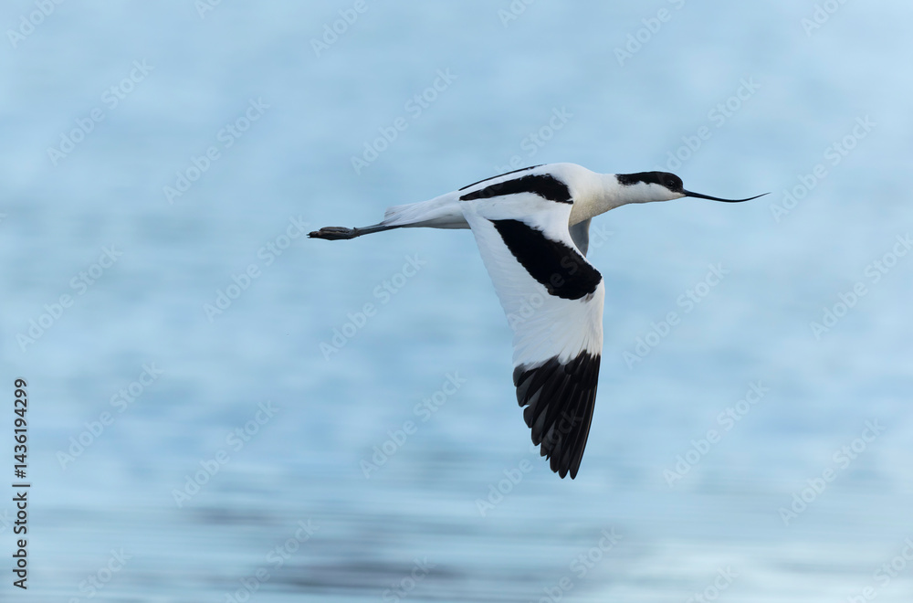 Pied avocet Recurvirostra avosetta in a marsh in Brittany