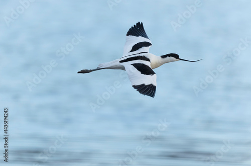Obraz na płótnie Pied avocet Recurvirostra avosetta in a marsh in Brittany w salonie