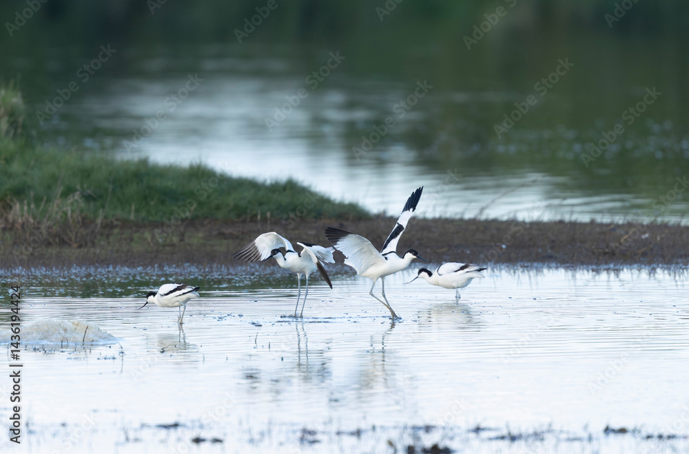 Pied avocet Recurvirostra avosetta in a marsh in Brittany