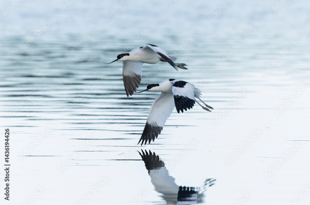 Pied avocet Recurvirostra avosetta in a marsh in Brittany