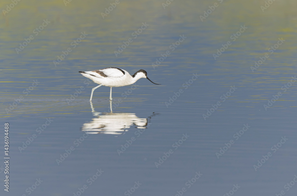 Pied avocet Recurvirostra avosetta in a marsh in Brittany