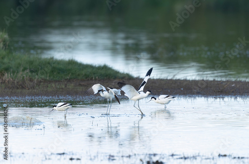 Obraz na płótnie Pied avocet Recurvirostra avosetta in a marsh in Brittany w salonie
