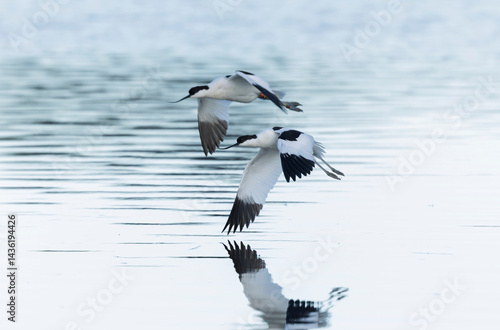 Obraz na płótnie Pied avocet Recurvirostra avosetta in a marsh in Brittany w salonie