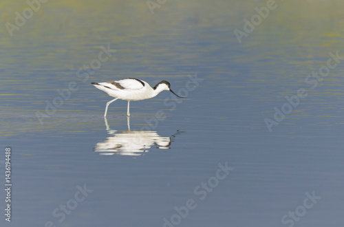 Obraz na płótnie Pied avocet Recurvirostra avosetta in a marsh in Brittany w salonie