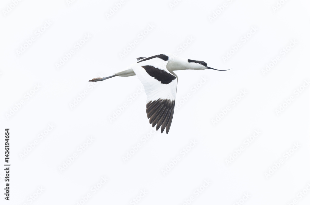 Pied avocet Recurvirostra avosetta in a marsh in Brittany