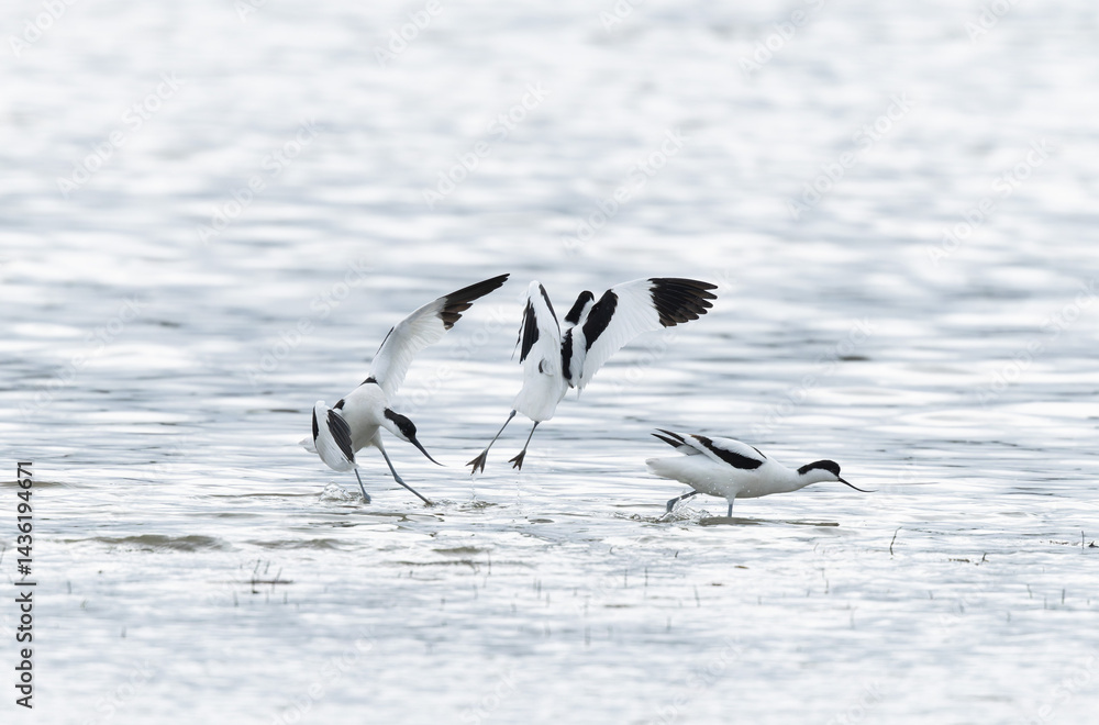 Pied avocet Recurvirostra avosetta in a marsh in Brittany