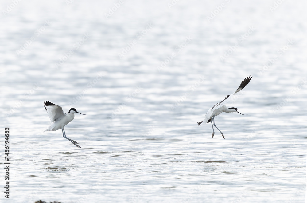 Pied avocet Recurvirostra avosetta in a marsh in Brittany