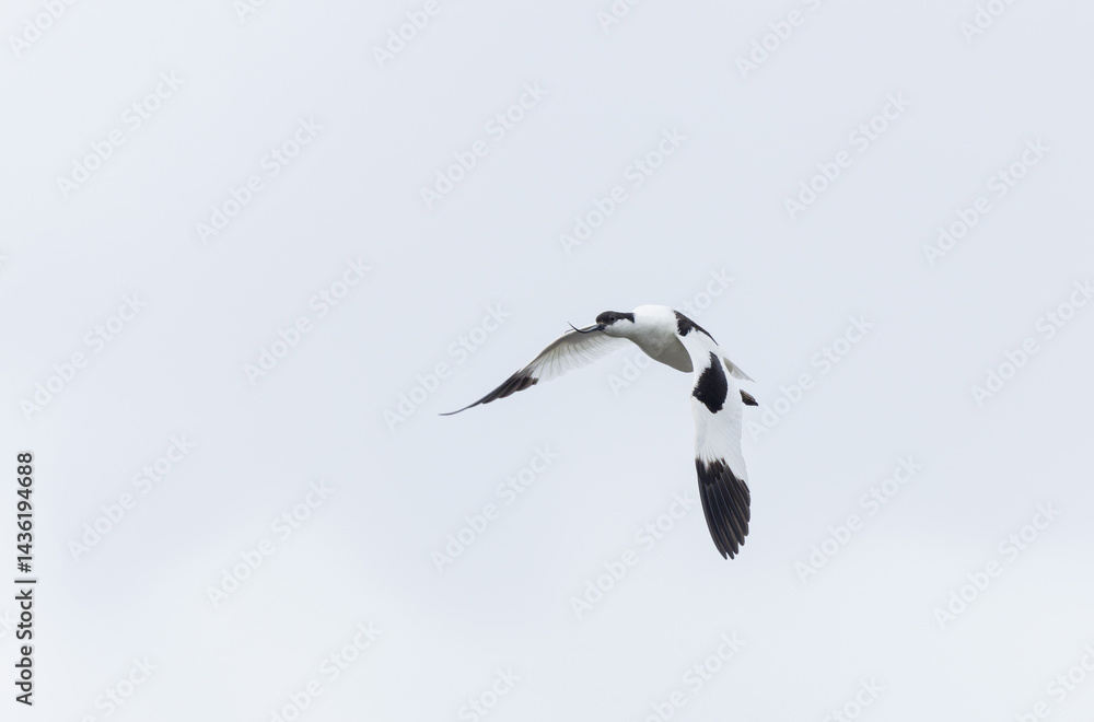 Pied avocet Recurvirostra avosetta in a marsh in Brittany