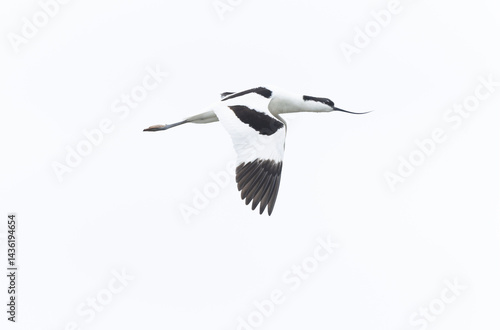 Obraz na płótnie Pied avocet Recurvirostra avosetta in a marsh in Brittany w salonie