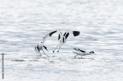 Obraz na płótnie Pied avocet Recurvirostra avosetta in a marsh in Brittany w salonie