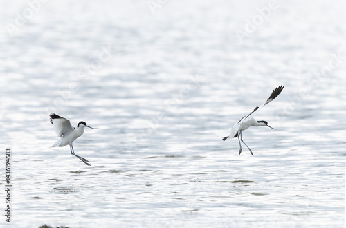 Obraz na płótnie Pied avocet Recurvirostra avosetta in a marsh in Brittany w salonie