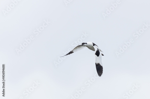 Obraz na płótnie Pied avocet Recurvirostra avosetta in a marsh in Brittany w salonie
