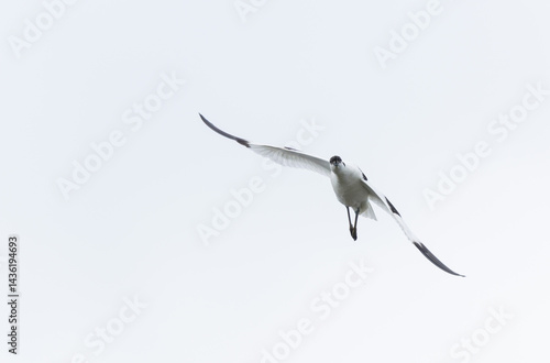 Pied avocet Recurvirostra avosetta in a marsh in Brittany