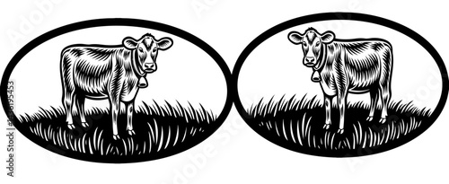 Cattle farmer feeding a herd of cows on an organic and sustainable farm outdoors on a sunny day. A caring agriculture expert or animal lover breeding livestock and taking care of it of farmland