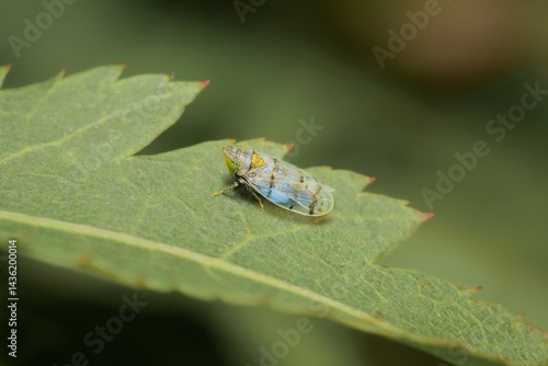 little Leafhopper Japananus hyalinus on a leaf