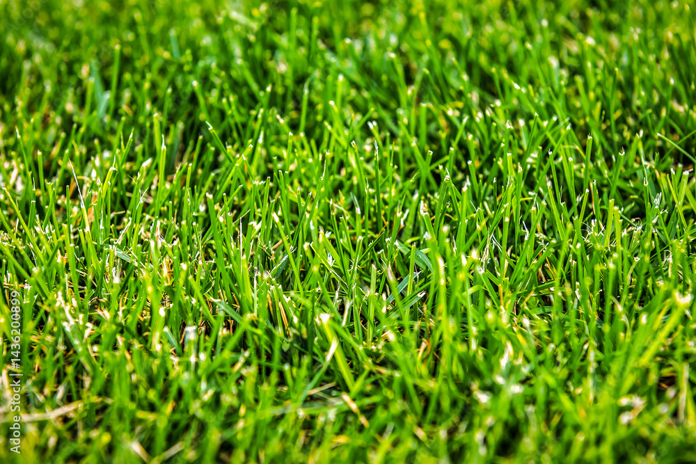 Green grass field texture in sunlight Green grass field texture in sunlight