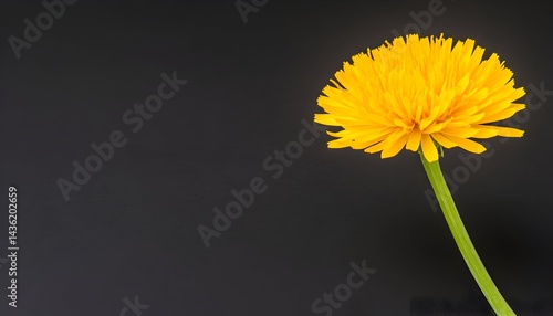 Obraz na płótnie Vibrant yellow flower with slender stem against a dark background w salonie