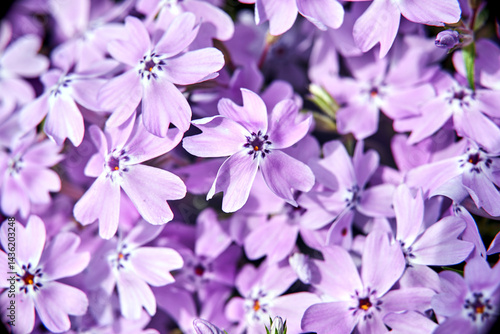 Fotografi purple phlox flowers in the garden in early spring