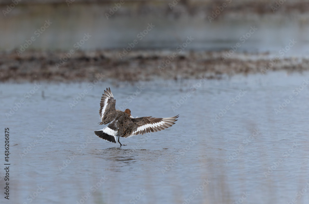 Black-tailed Godwit Limosa limosa in a swamp in northern Brittany