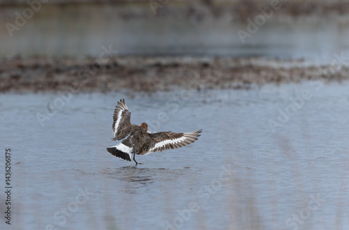 Obraz na płótnie Black-tailed Godwit Limosa limosa in a swamp in northern Brittany w salonie