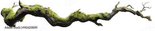 Wallpaper Mural weathered tree branch, covered in patches of vibrant green moss, isolated on transparent background.
 Torontodigital.ca