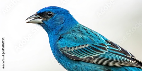 Profile of a Vibrant Blue I...