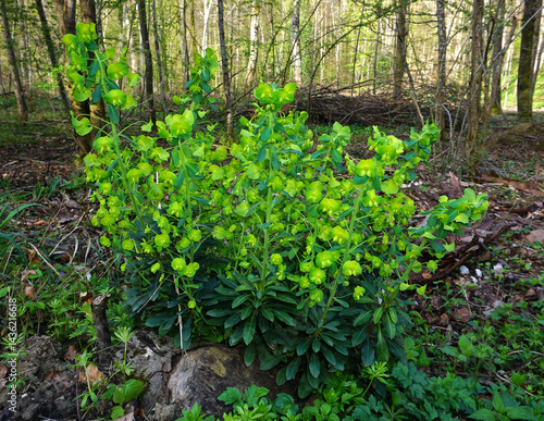 Mandelblättrige Wolfsmilch; Mandel-Wolfsmilch; Euphorbia amygdaloides; wood spurge;