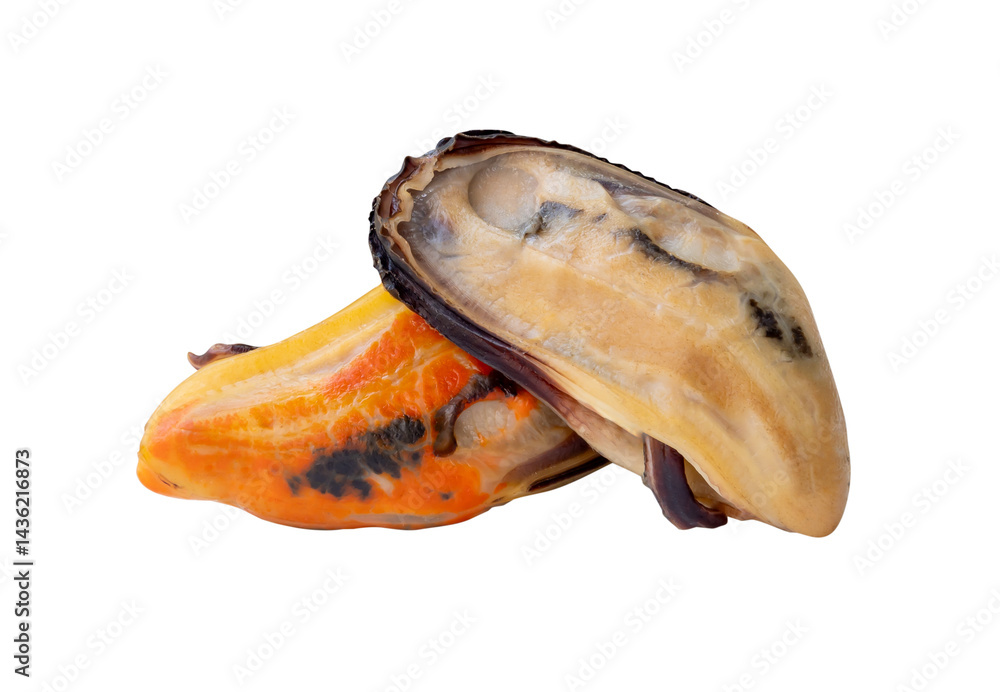 Side view of two cooked green mussels meat isolated in png file format Side view of two cooked green mussels meat isolated in png file format