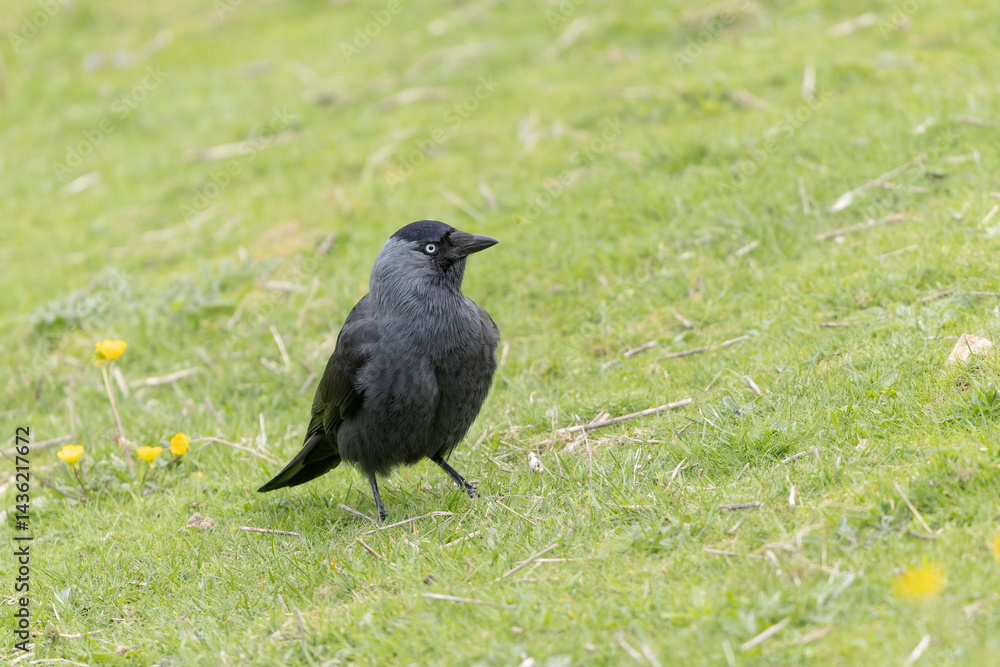 Jackdraw Corvus monedula around Suscinio Castle in Brittany