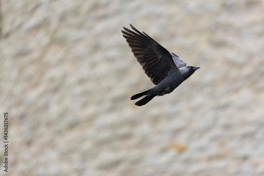 Jackdraw Corvus monedula around Suscinio Castle in Brittany