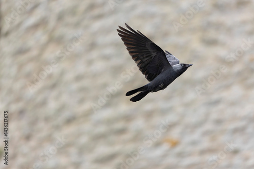 Obraz na płótnie Jackdraw Corvus monedula around Suscinio Castle in Brittany w salonie