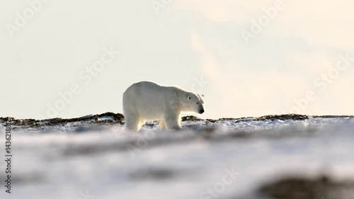 Polar Bear sniffing for nearby prey in the harsh environment of the north pole Arctic circle