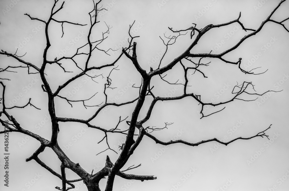 Obraz premium Black and White Background of Curved Tree Branches.