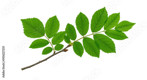 Verdant ash branch leaves poised against a stark black canvas