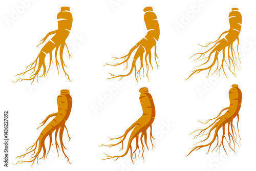 Fresh Ginseng root vector illustration isolated on white background.Vector eps 10.	
