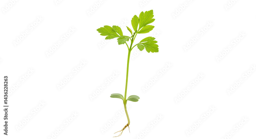 Naklejka premium Sprouting beauty Green seedling against stark black new life emerges