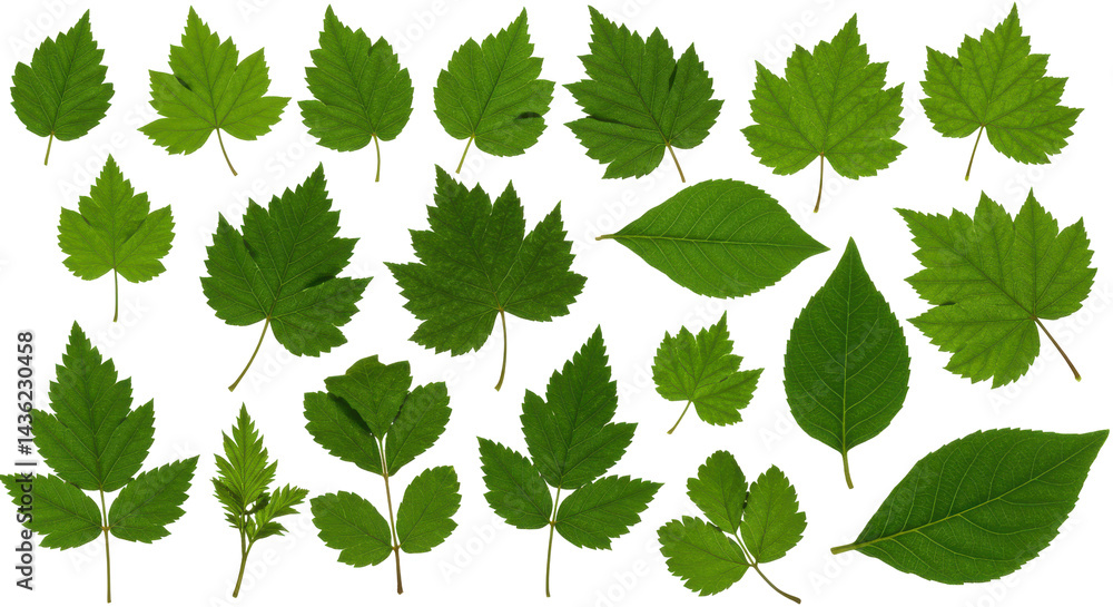 Verdant Leaves A Botanical Arrangement Verdant Leaves A Botanical Arrangement