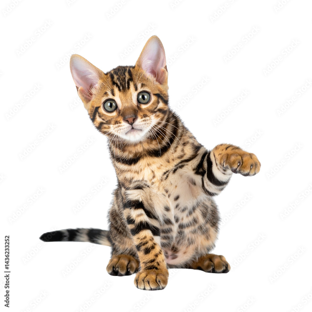 Fototapeta premium A Bengal kitten sits with one paw raised, displaying distinctive spotted and striped fur and curious green eyes.