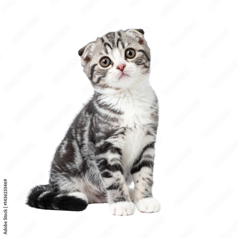 Obraz premium A Scottish Fold kitten sits upright with a curious expression and folded ears.