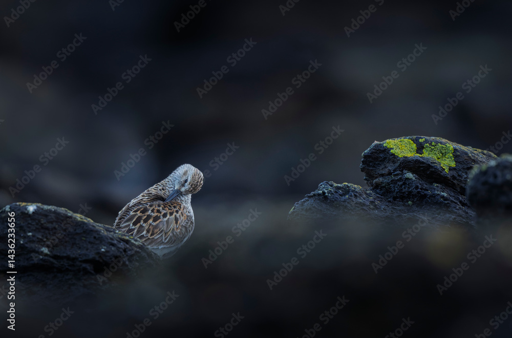 Dunlin Calidris alpina walking on a sandy beach on low tide in Brittany in France