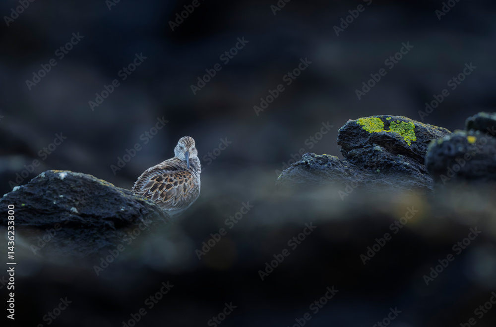 Dunlin Calidris alpina walking on a sandy beach on low tide in Brittany in France