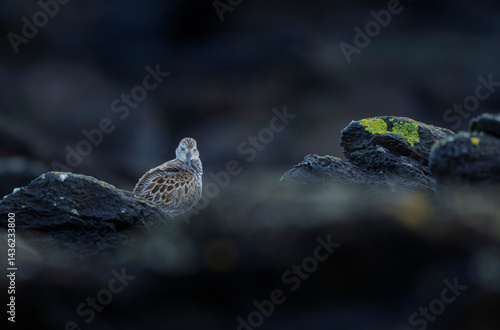 Obraz na płótnie Dunlin Calidris alpina walking on a sandy beach on low tide in Brittany in France w salonie