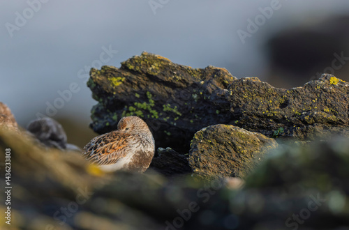Dunlin Calidris alpina walking on a sandy beach on low tide in Brittany in France