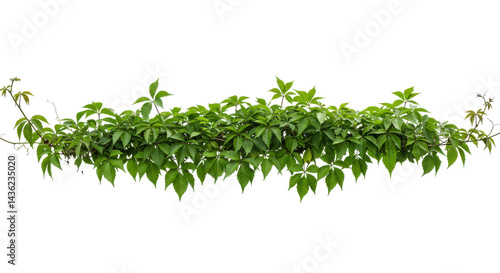 Verdant vine tapestry on black